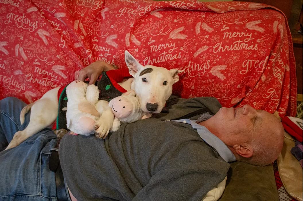 A man lying on a couch with a bull terrier in a sweater holding a stuffed animal, the dog staring into the camera