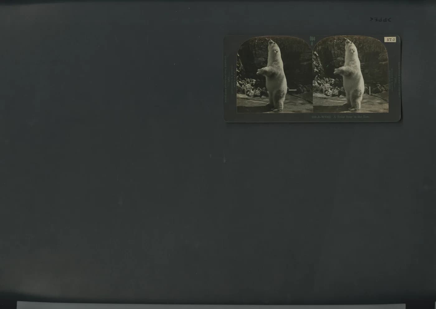 Stereograph scan of a standing polar bear