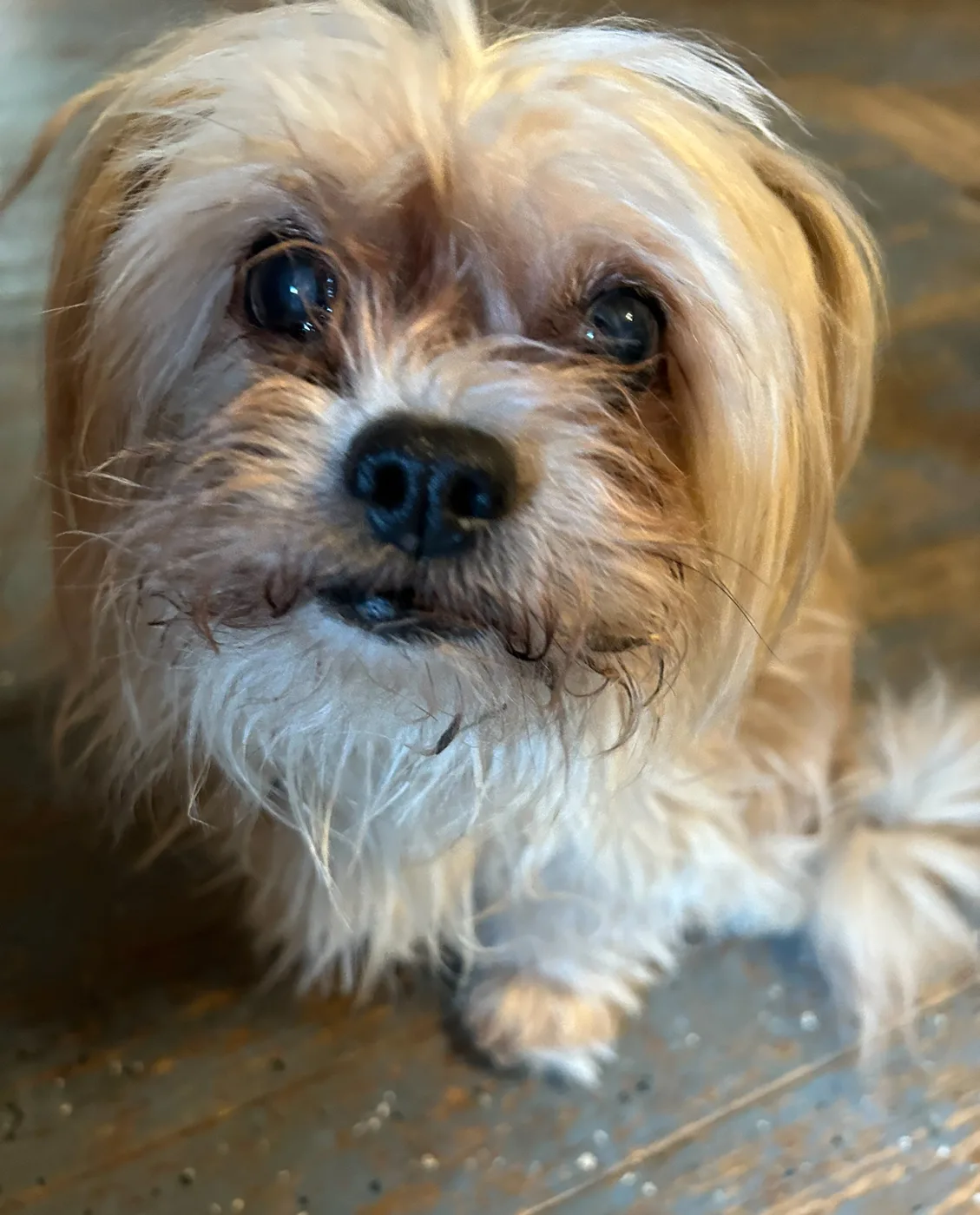 Peanut, a small fluffy dog, looking up at the camera with very innocent eyes