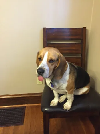 A beagle sitting on a dining chair with his tongue out