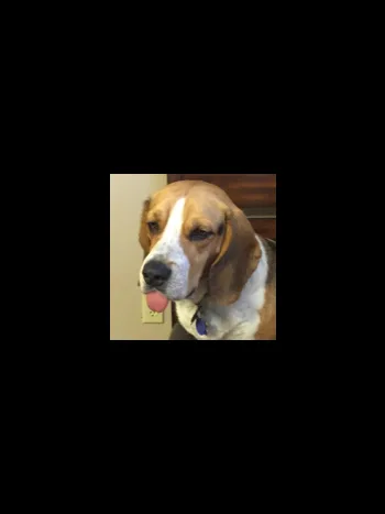 The same beagle photo with everything around him blacked out