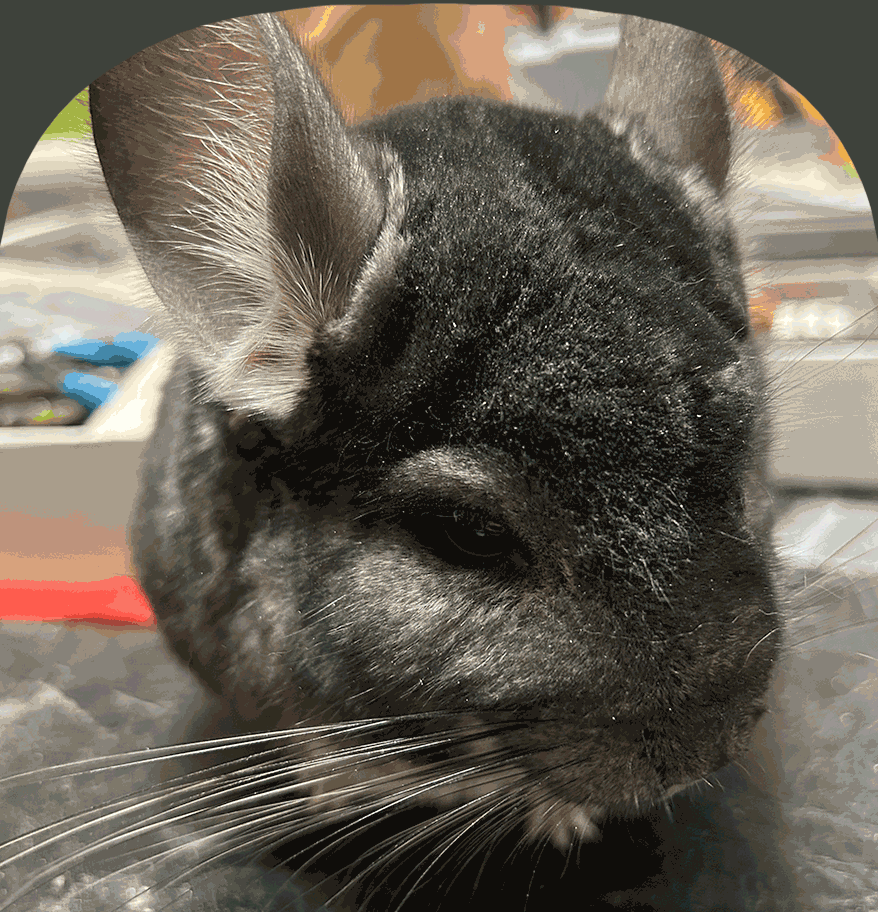 Example of a wigglegram: a chinchilla